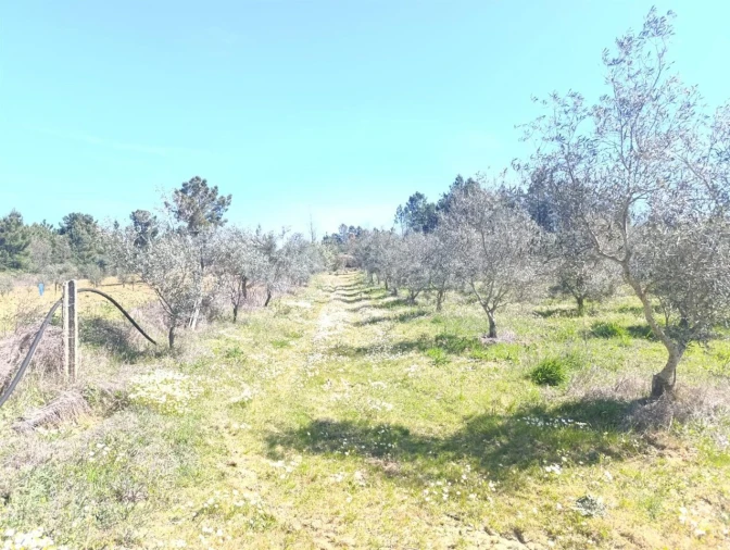 Quinta T1 para Venda em Três Povos Foto 5