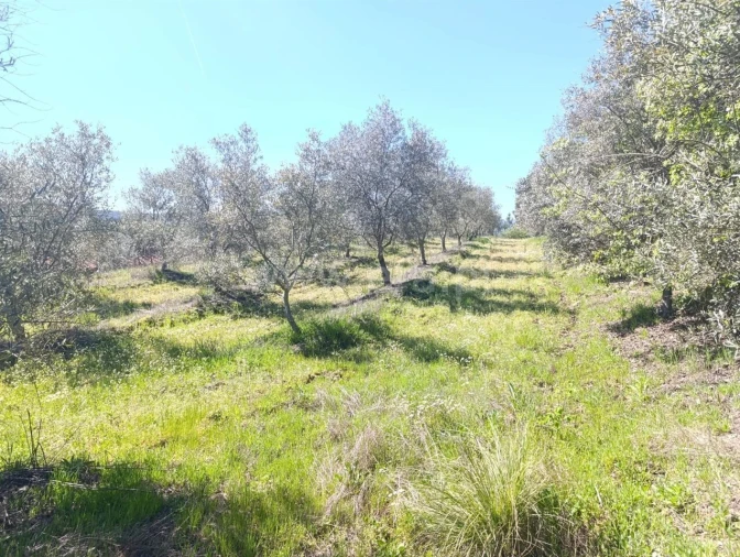 Quinta T1 para Venda em Três Povos Foto 6
