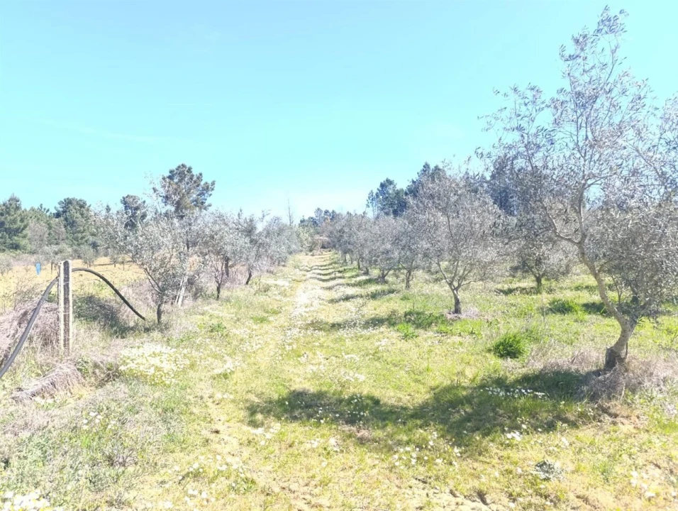 Quinta T1 para Venda em Três Povos Foto 5