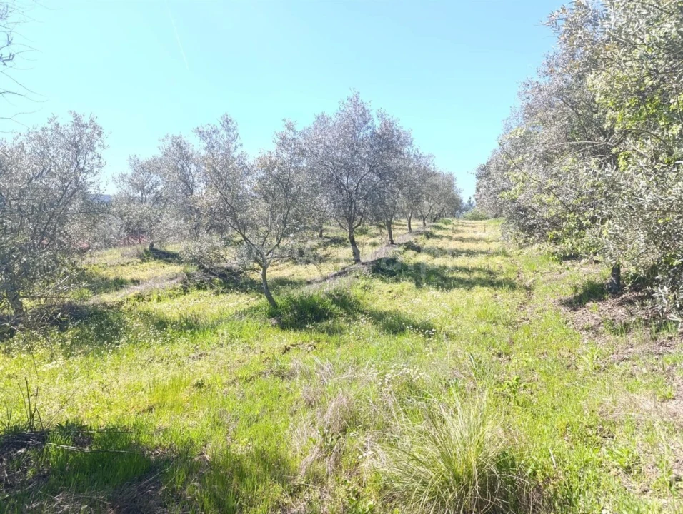 Quinta T1 para Venda em Três Povos Foto 6