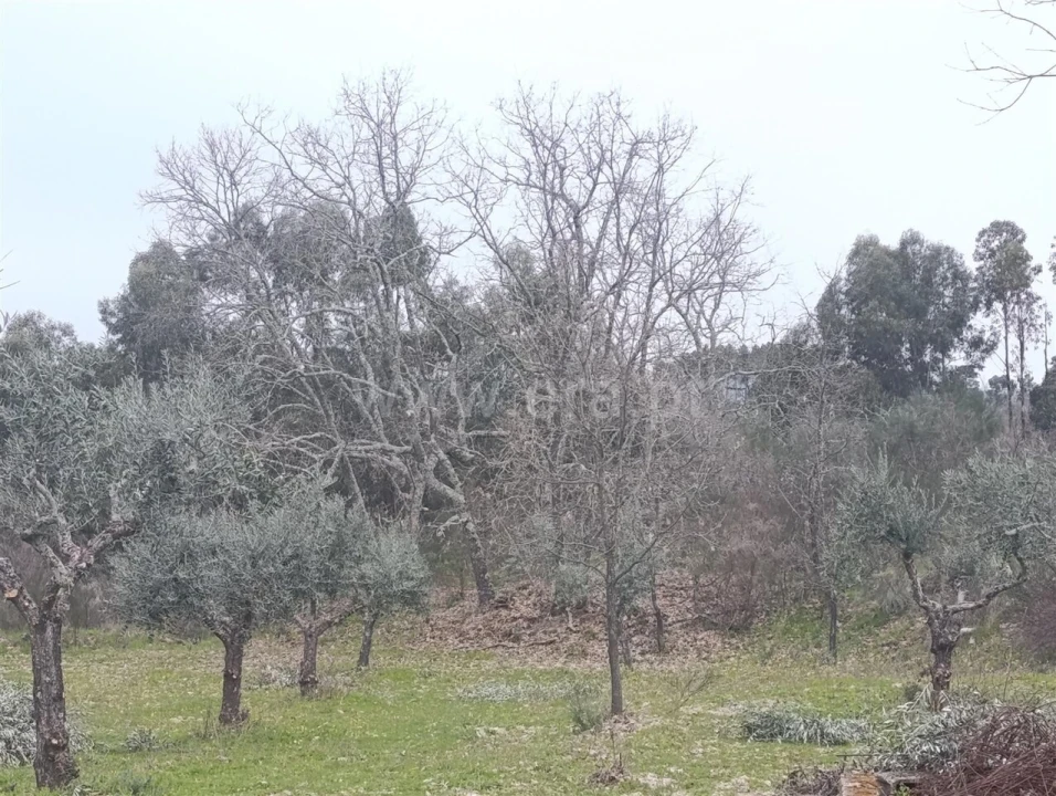 Terreno para Venda em Orca Foto 10