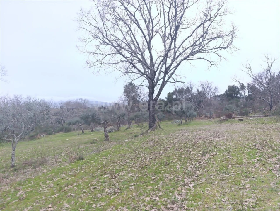 Terreno para Venda em Orca Foto 6