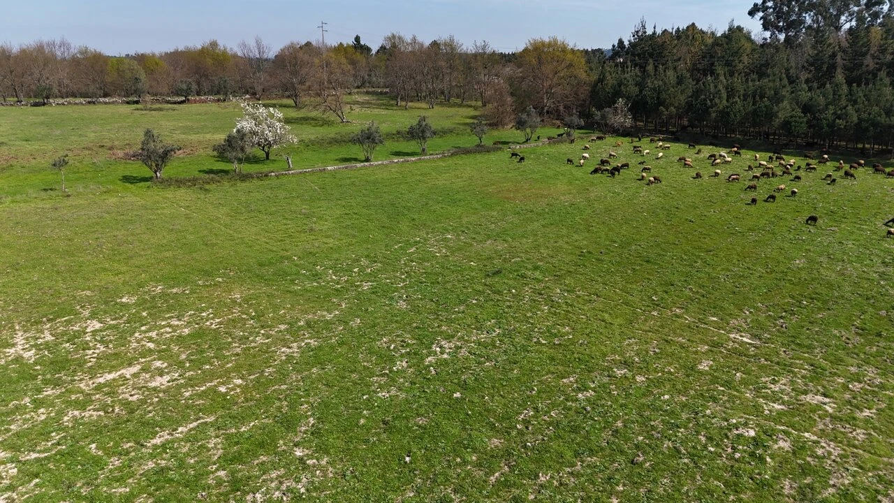 Quinta T3 para Venda em Tourais e Lajes Foto 23