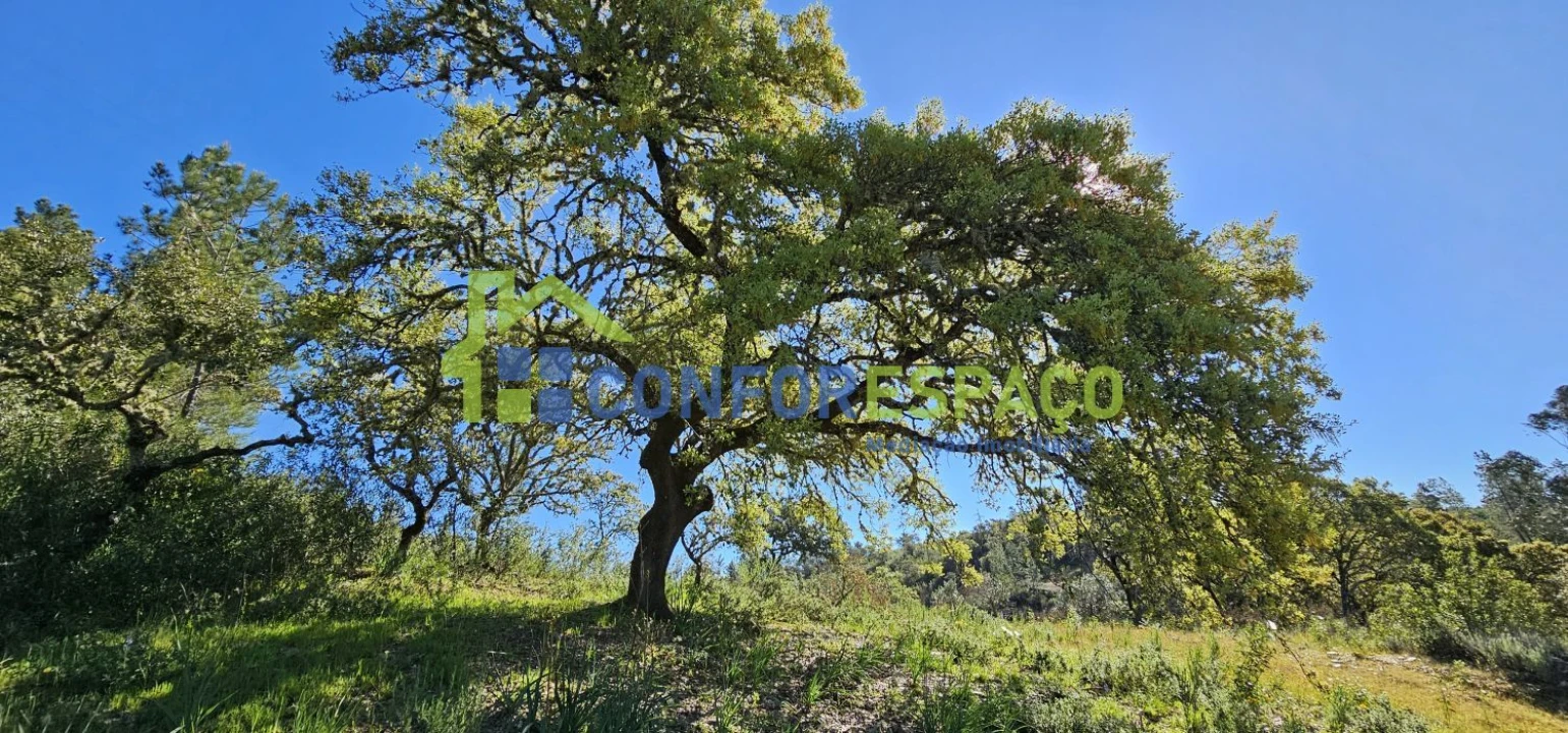 Terreno para Venda em Benquerenças Foto 17