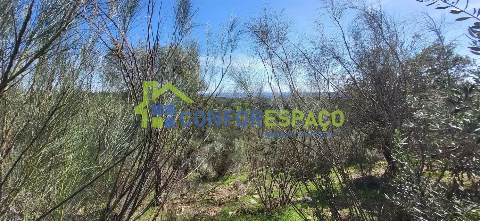 Quinta T4 para Venda em Castelo Branco Foto 25