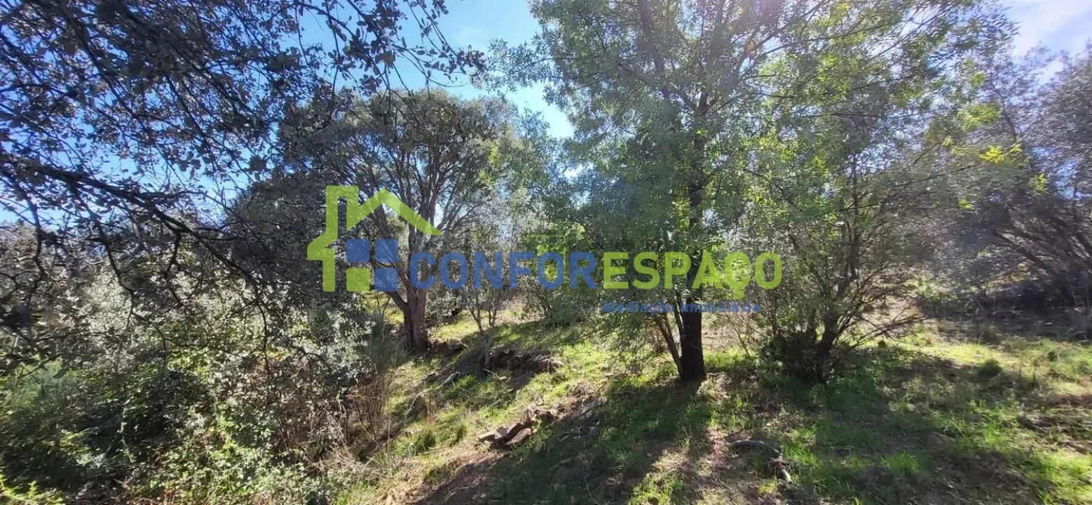 Quinta T4 para Venda em Castelo Branco Foto 23