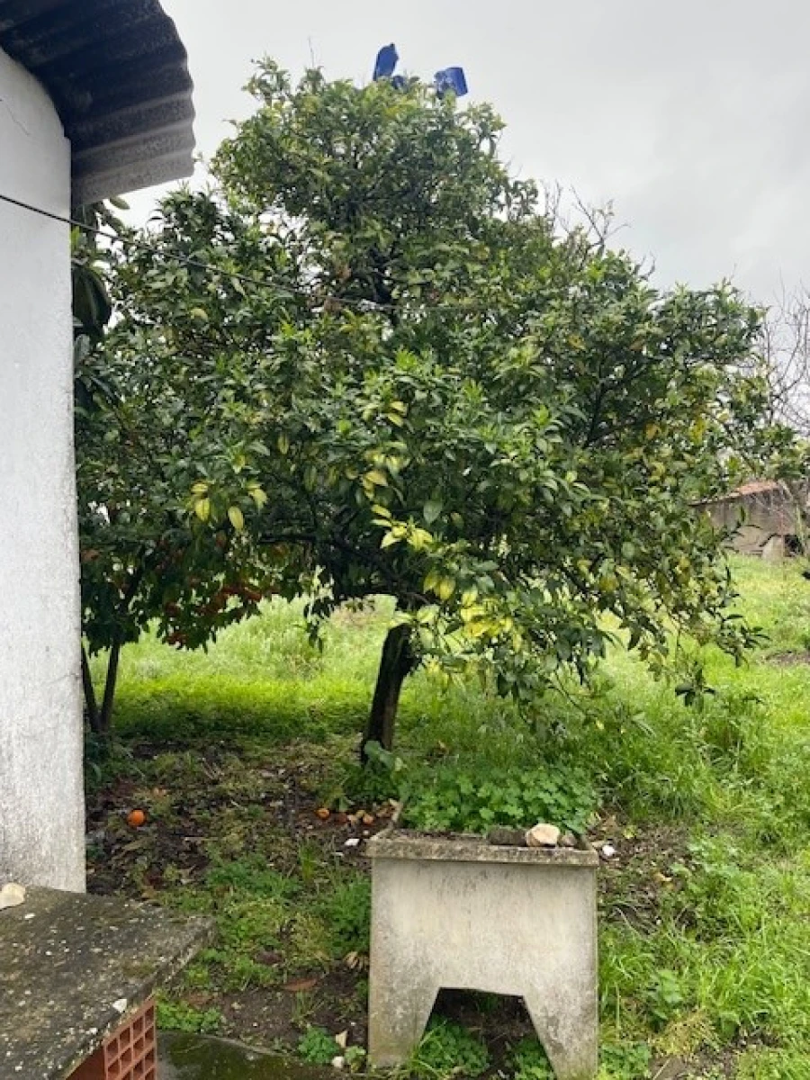 Quinta T3 para Venda em Ponte de Sor, Tramaga e Vale de Açor Foto 17