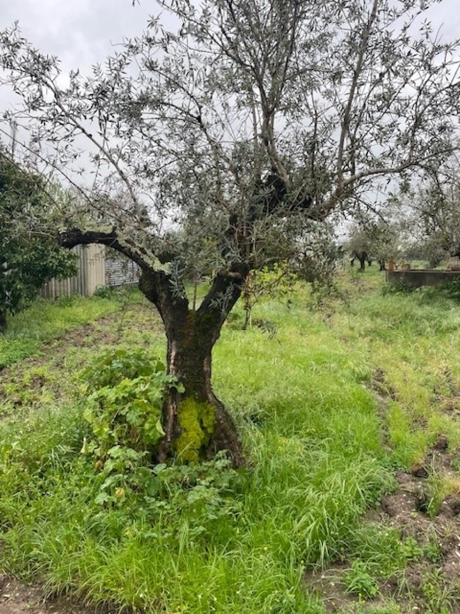 Quinta T3 para Venda em Ponte de Sor, Tramaga e Vale de Açor Foto 22