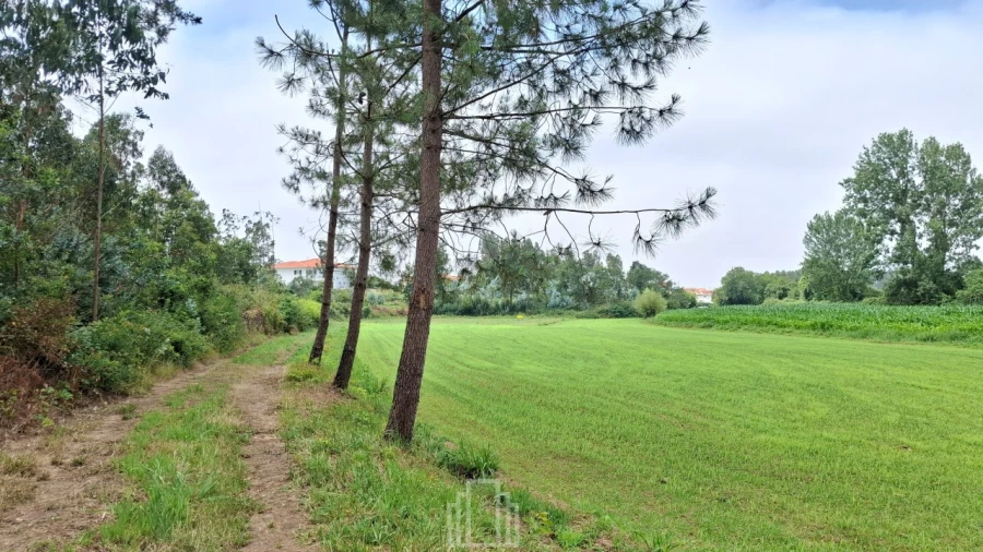 Terreno Agricola ou Rústico para Venda em Valega Foto 4