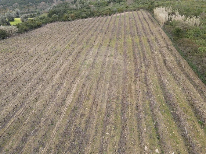 Terreno para Venda em Santo Quintino Foto 2