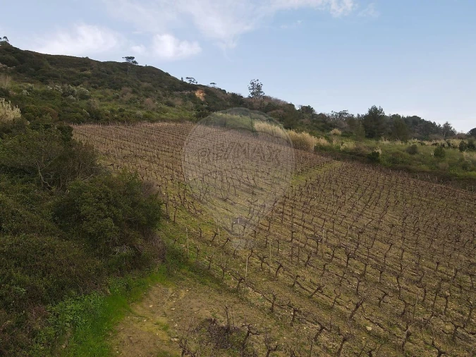 Terreno para Venda em Santo Quintino Foto 3