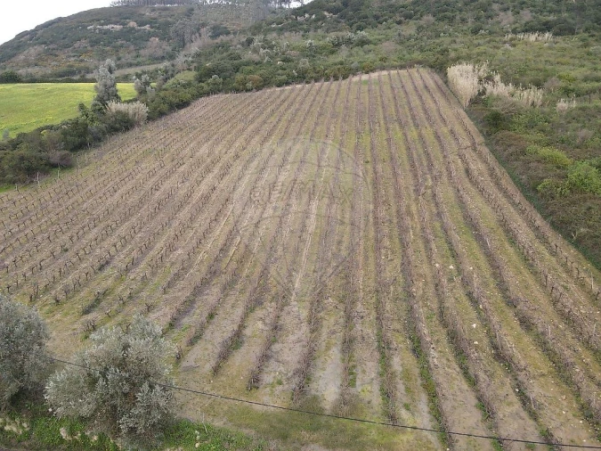 Terreno para Venda em Santo Quintino Foto 7