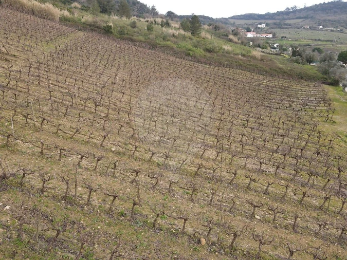 Terreno para Venda em Santo Quintino Foto 12
