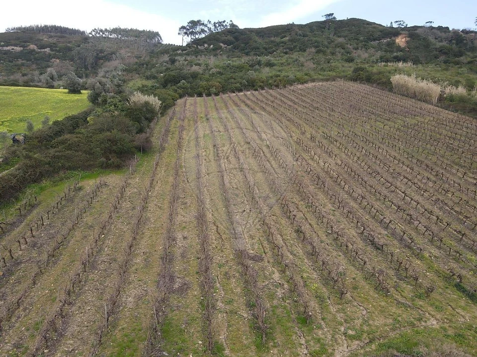 Terreno para Venda em Santo Quintino Foto 9