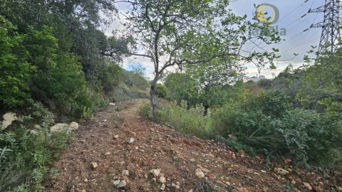 Terreno para Venda em Conceição e Estoi