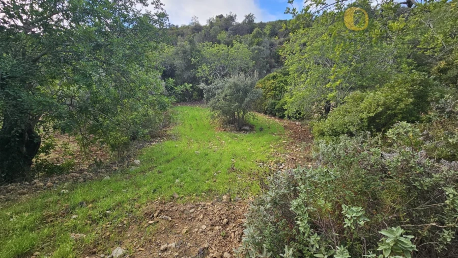 Terreno para Venda em Conceição e Estoi Foto 14