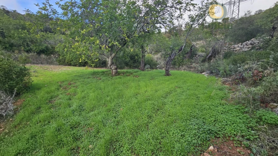 Terreno para Venda em Conceição e Estoi Foto 16