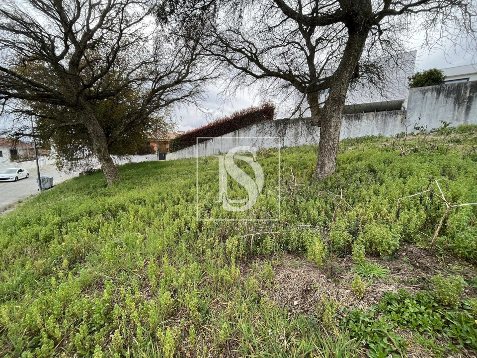 Terreno para Venda em Galegos (São Martinho) Foto 8