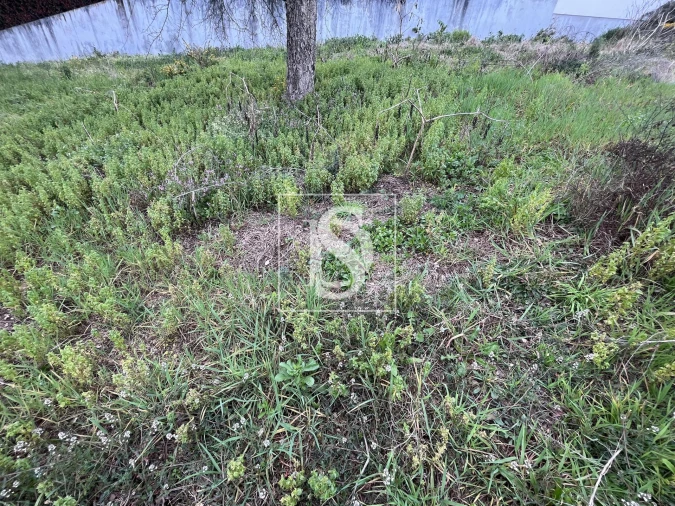 Terreno para Venda em Galegos (São Martinho) Foto 9