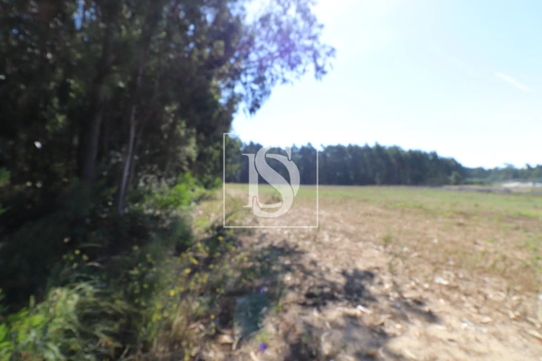 Terreno para Venda em Palmeira de Faro e Curvos Foto 3