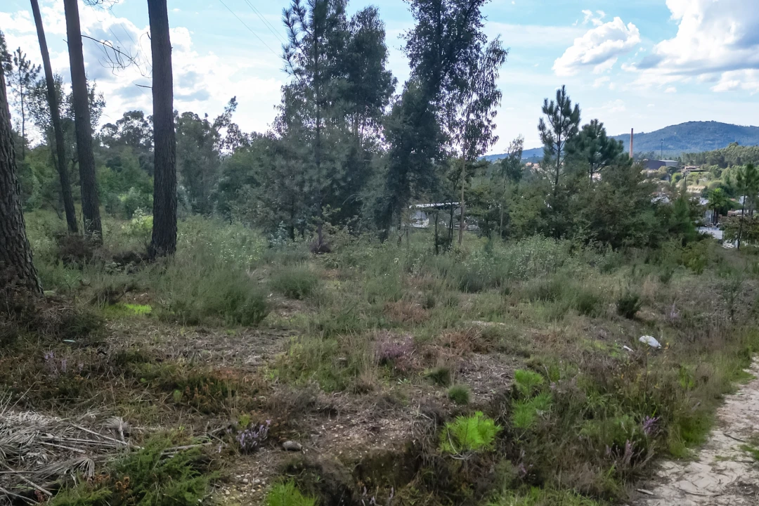 Terreno para Venda em Ucha Foto 17