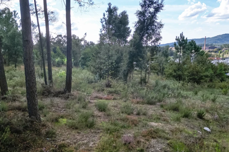 Terreno para Venda em Ucha Foto 18