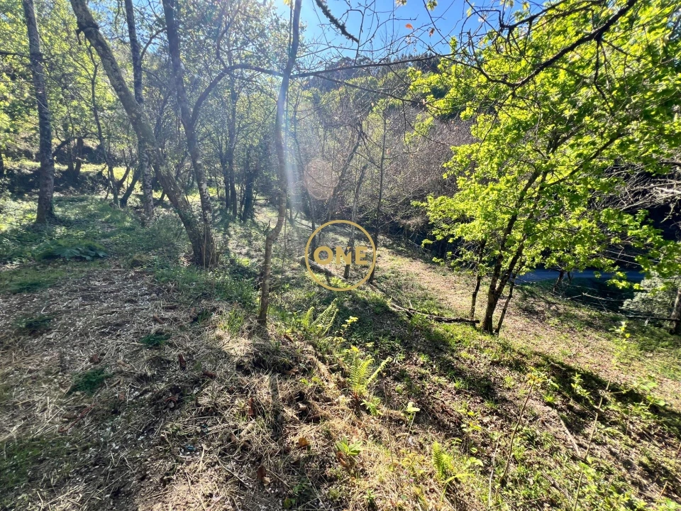 Terreno para Venda em Ribeira Foto 11