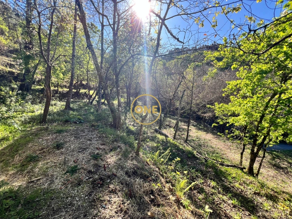 Terreno para Venda em Ribeira Foto 10