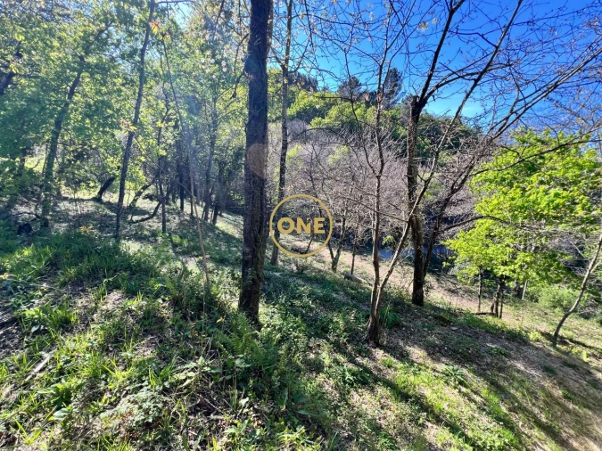 Terreno para Venda em Ribeira Foto 14