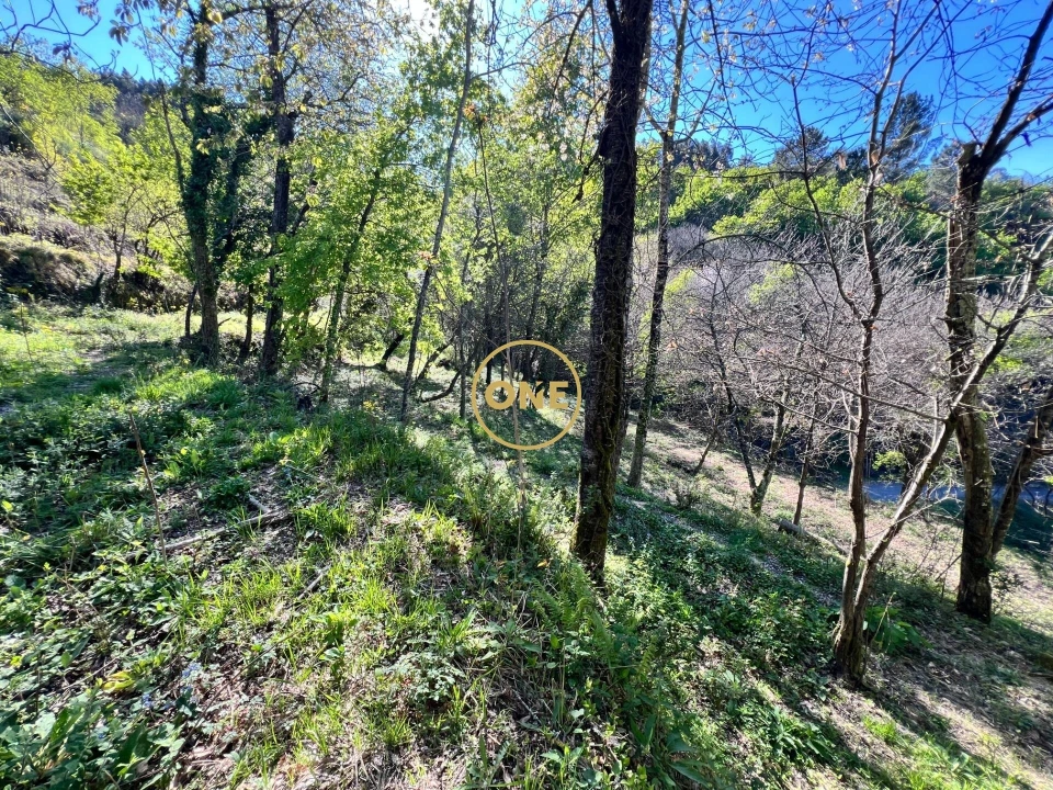 Terreno para Venda em Ribeira Foto 13