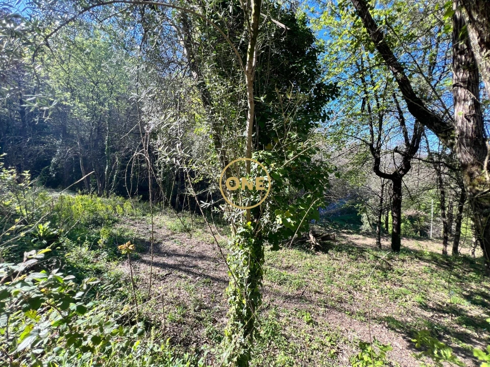 Terreno para Venda em Ribeira Foto 12