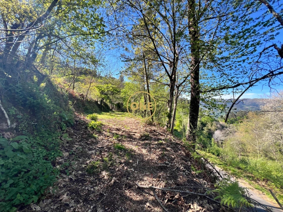 Terreno para Venda em Ribeira Foto 17