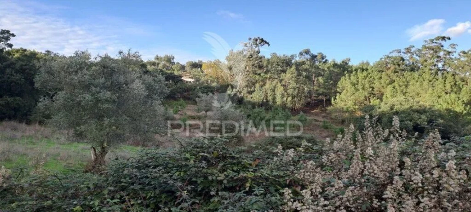 Terreno para Venda em Lousa Foto 2