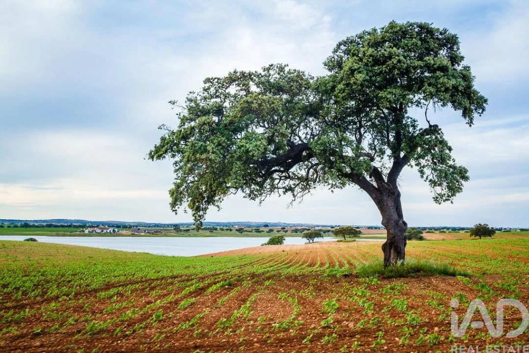 Loja para Arrendamento em Santa Vitória e Mombeja Foto 6