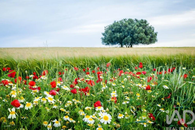 Loja para Arrendamento em Santa Vitória e Mombeja Foto 7