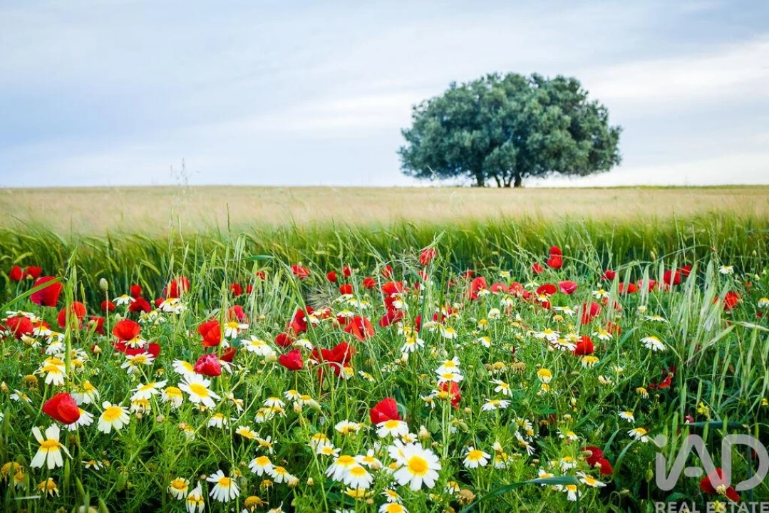Loja para Arrendamento em Santa Vitória e Mombeja Foto 7