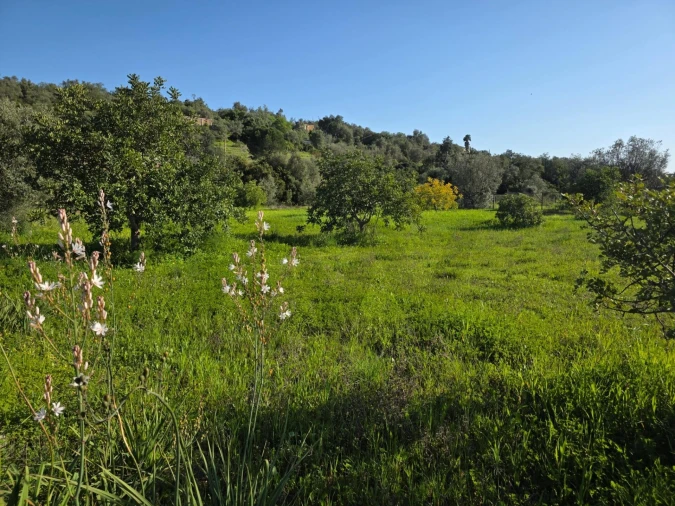 Terreno para Venda em Porches Foto 3