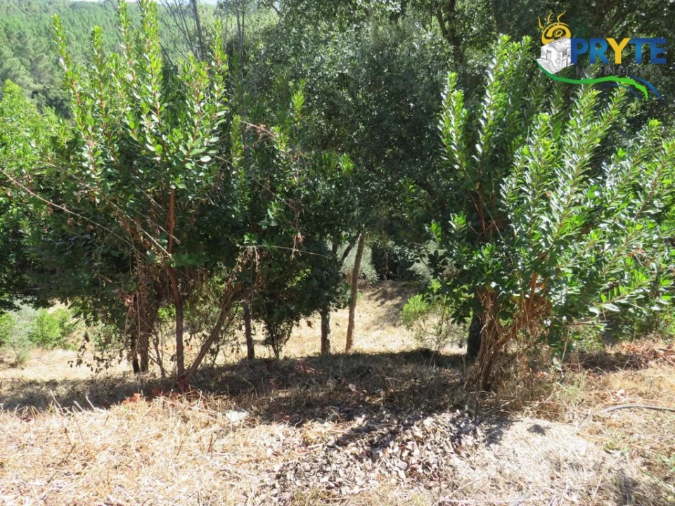 Quinta T8 para Venda em Sertã Foto 141