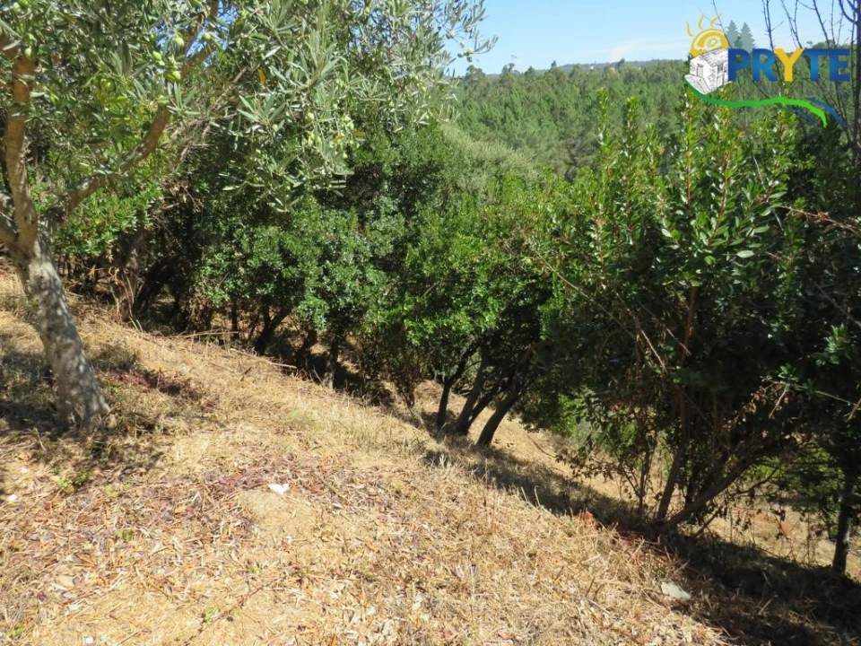 Quinta T8 para Venda em Sertã Foto 143