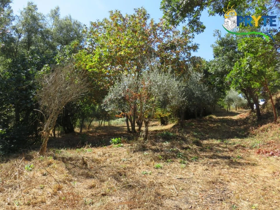 Quinta T8 para Venda em Sertã Foto 164