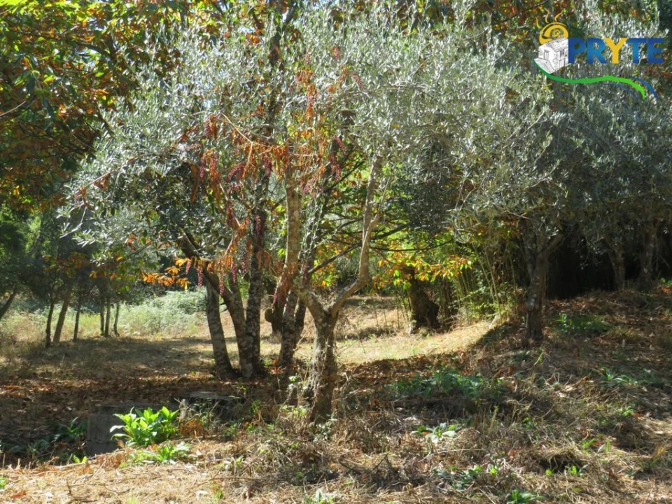 Quinta T8 para Venda em Sertã Foto 165