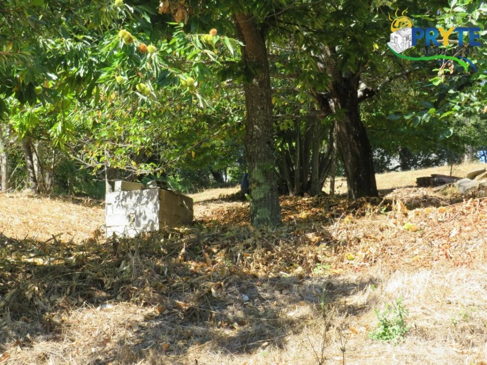 Quinta T8 para Venda em Sertã Foto 166