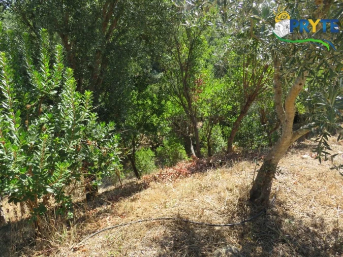 Quinta T8 para Venda em Sertã Foto 142