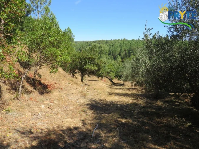 Quinta T8 para Venda em Sertã Foto 146