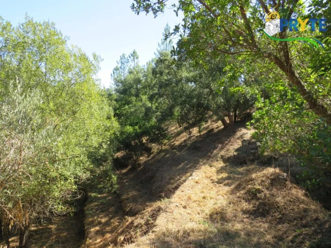 Quinta T8 para Venda em Sertã Foto 149