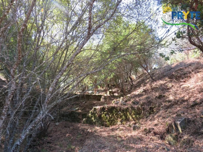 Quinta T8 para Venda em Sertã Foto 154