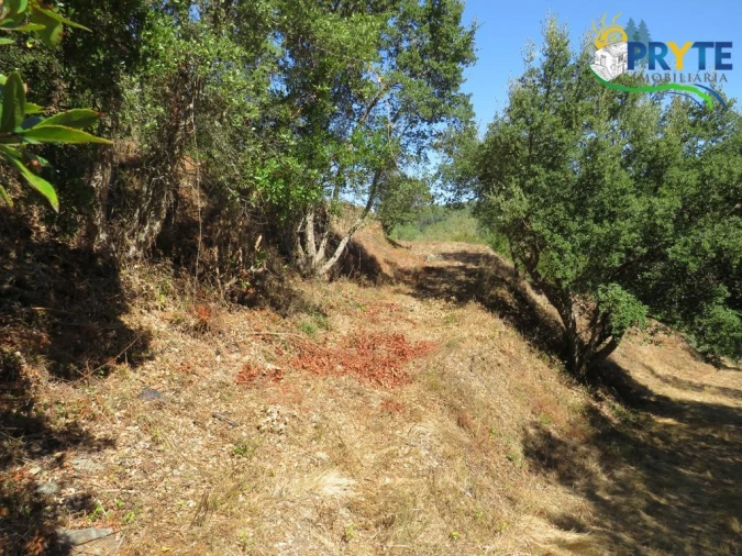 Quinta T8 para Venda em Sertã Foto 156