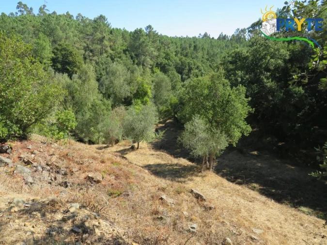 Quinta T8 para Venda em Sertã Foto 157