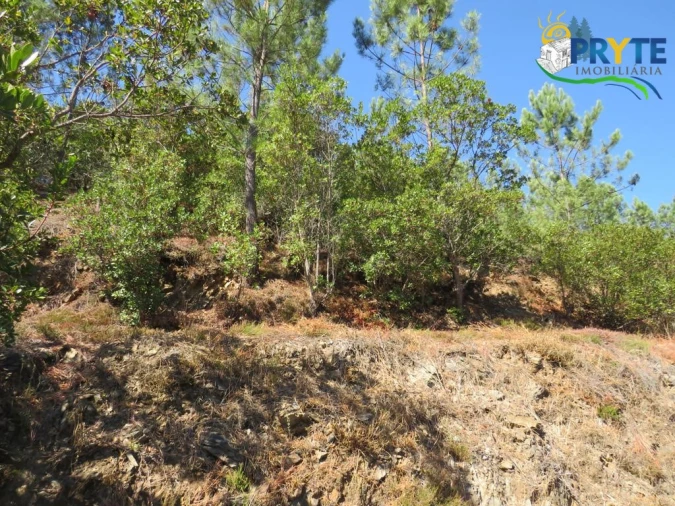 Quinta T8 para Venda em Sertã Foto 160