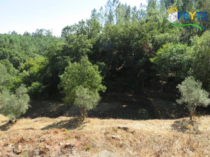 Quinta T8 para Venda em Sertã Foto 161